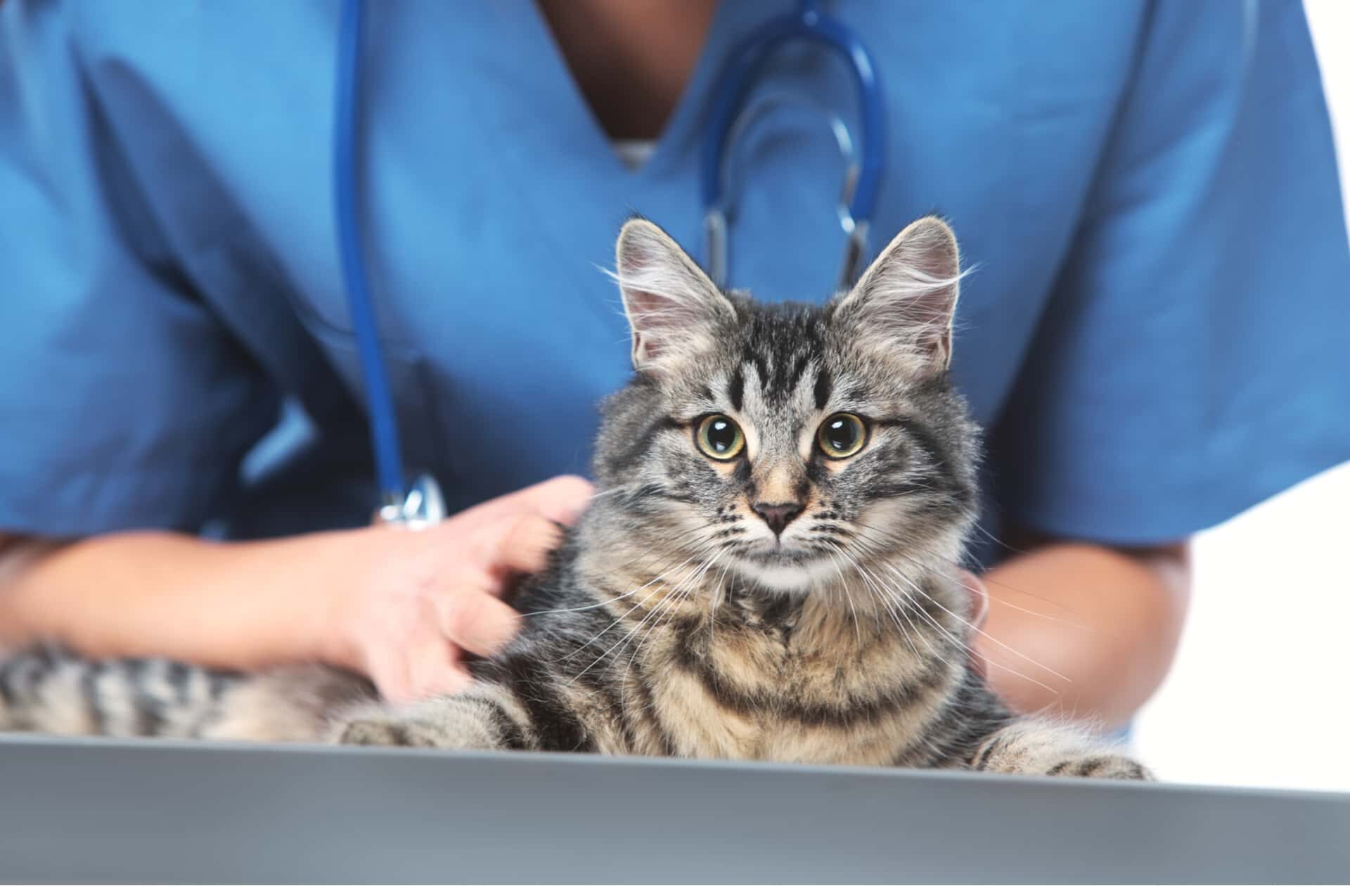 Кошка лежит на столе в кабинете ветеринарного врача